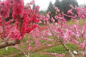 《寺外桃源講花卉》– 滿(mǎn)枝春娟艷桃源