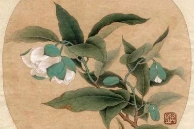 《寺外桃源講花卉》– 春光無(wú)限，種一株山茶花吧