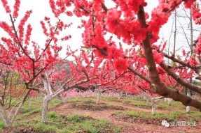 《寺外桃源講花卉》– 樹(shù)狀月季的春季追肥和養護要點(diǎn)