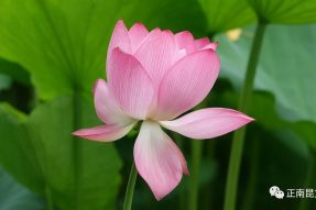 《寺外桃源講花卉》–接天蓮葉無(wú)窮碧，映日荷花別樣紅