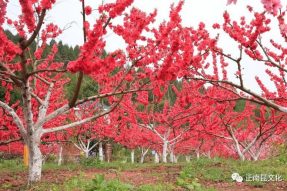 《寺外桃源講花卉》– 桃花朵朵，如何取舍