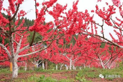 《寺外桃源講花卉》– 桃花朵朵，如何取舍