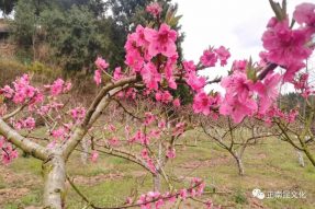 慶“三.八”女神節，賞寺外桃源桃花