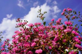 “紫薇問(wèn)意” 一 去寺外桃源，紫薇花兒對你說(shuō)…….。